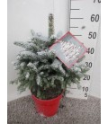 Picea super Blue Ø 23 h 60