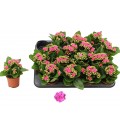 Kalanchoe Nando pink Ø 07