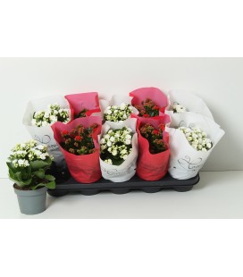 Kalanchoe mix 2 coul Ø 12