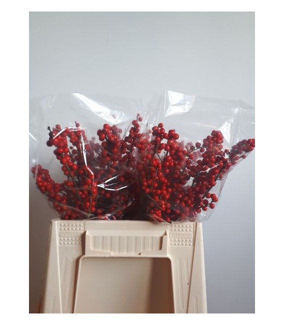 Ilex bais rouge 40 cm