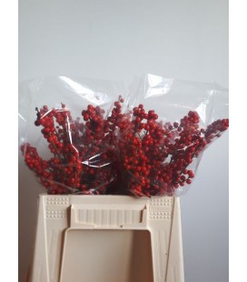 Ilex bais rouge 40 cm