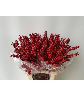 Ilex Baies rouge 70 cm