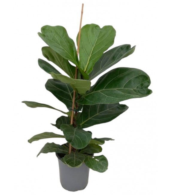 Ficus Lyrata pot de 24 h 110