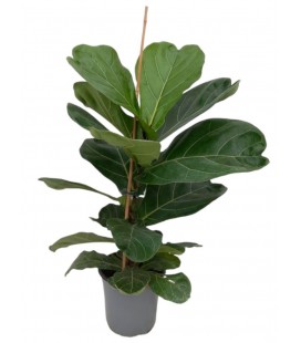 Ficus Lyrata pot de 17 h 70