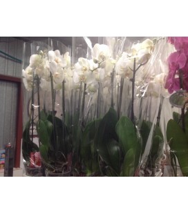Phalaeno blanc 2 branche pot de 12