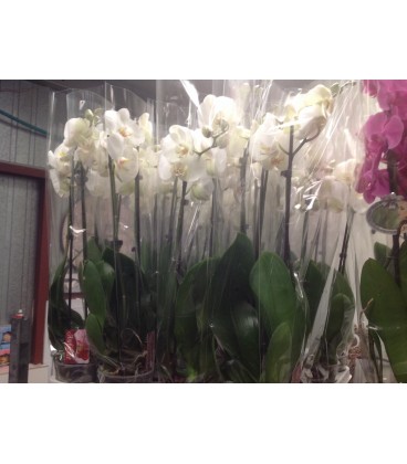 Phalaeno blanc 2 branche pot de 12