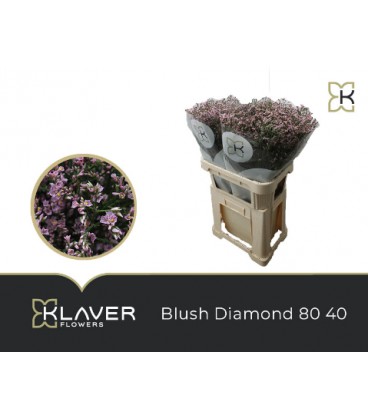 Statice Blush diana 80 cm