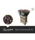 Limonium Blush diana 80 cm