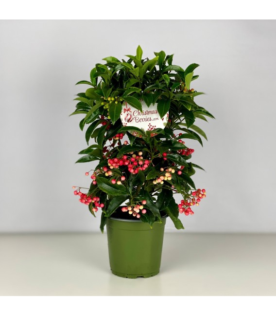 Ardisia pot de 14