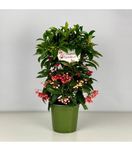 Ardisia pot de 14