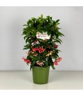 Ardisia pot de 14