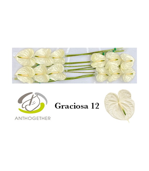 Anthurium Graciosa x15