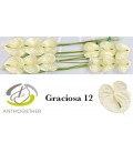 Anthurium Graciosa x12