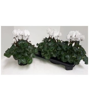 Cyclamen sup Xl Ø13