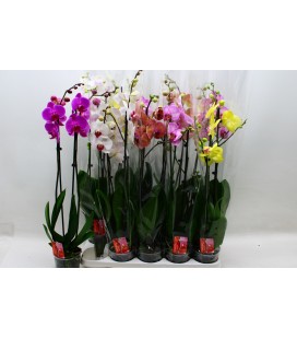 Phalaenopsis Mix Ø 12 h 70 cm 2 b