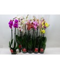 Phalaenopsis Mix Ø 12 h 60 cm 3 b