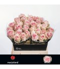 Rose sweet Dolomiti 40 Cm