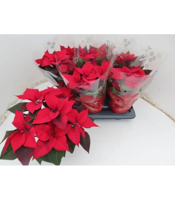 poinsettia pot de 13 red