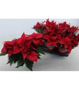 Poinsettia Universe Ø 13