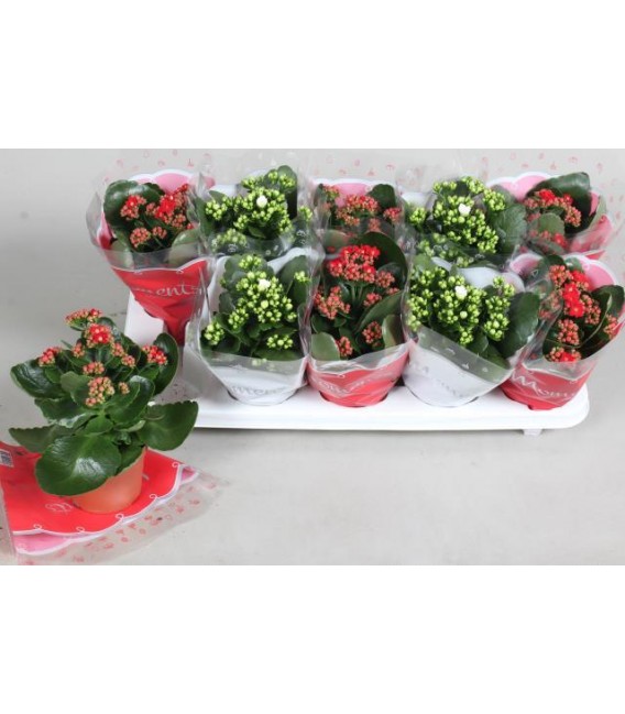 Kalanchoe Ø 10.5 2 coul