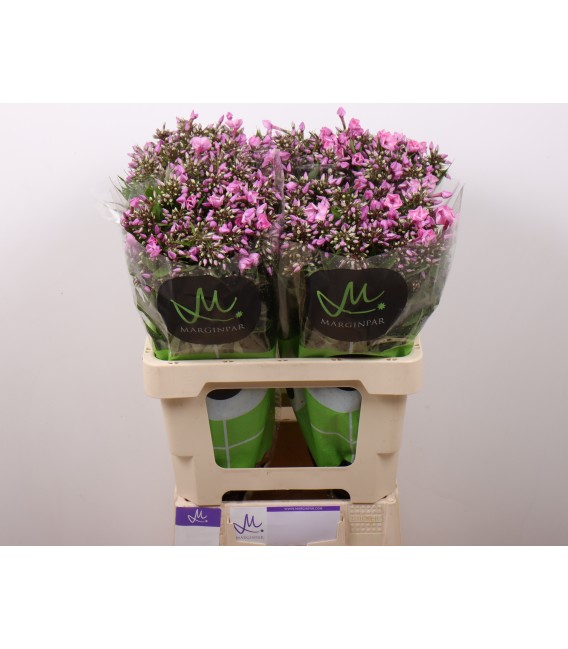 Phlox pink eyes x 30