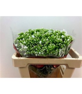 Phlox Whitecap 50 cm