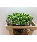 Phlox Whitecap 50 cm