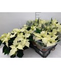 Poinsettia blanc +5 fm pot 14 terre