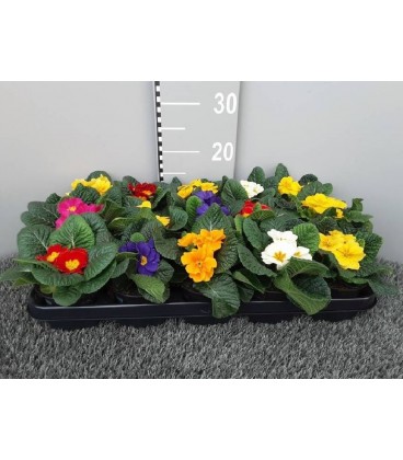 Primevere acaulis (Herteleer) Ø 10.