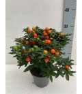 Solanum thorino pot de 13