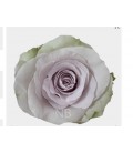 Rose Equat Andrea 50 cm x 25