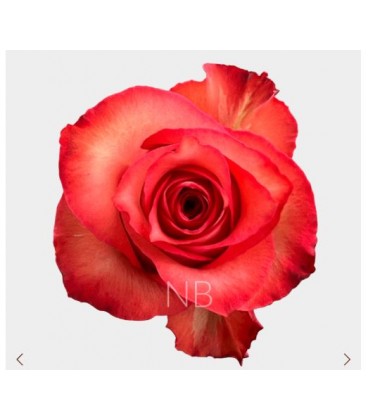 Rose Equat Iguana 50 cm x 25