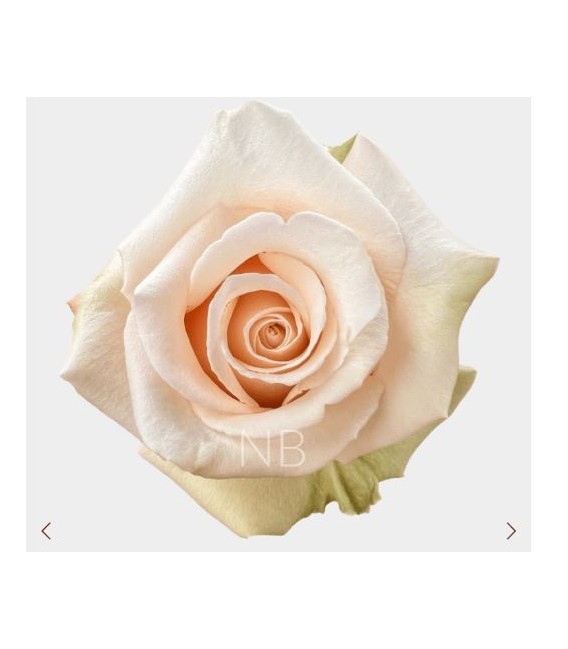 Rose Equat Sahara 50 cm x 25