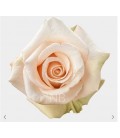 Rose Equat Sahara 50 cm x 25