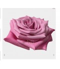 Rose Equat Babbaloo 50 cm x 25