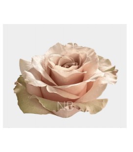 Rose Equat Sandy 50 cm x 25