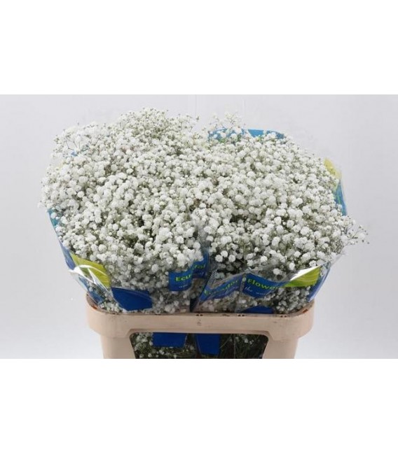 Gypsophile Xlence ( colombie) Flora