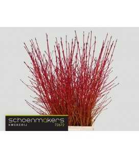 Cornus Winter bea 70 cm