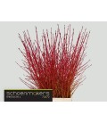 Cornus Winter bea 70 cm