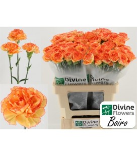 Oeillet Boiro 60 cm x 20