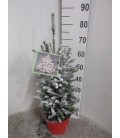 Picea super green Ø 23 h 80