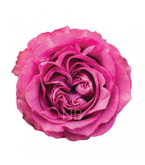 Rose equat Queen's cro 50 cm x 25