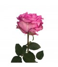 Rose equat Queen's cro 50 cm x 25