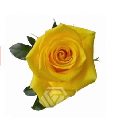 Rose Momentum 50 cm