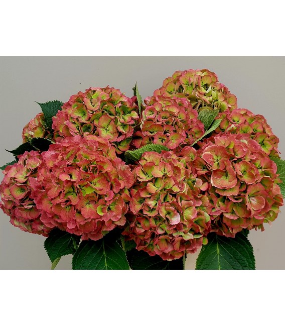 Hortensia Elbtal cl 60 cm