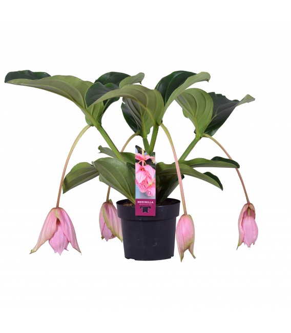 Medinella Pot de 17 5fl