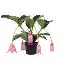 Medinella Pot de 17 5fl