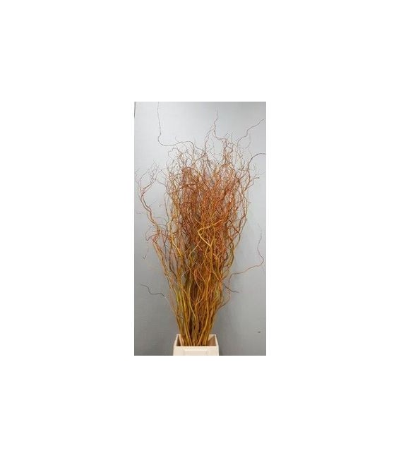 Salix Golden Curls 120 cm