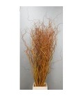 Salix Golden Curls 120 cm