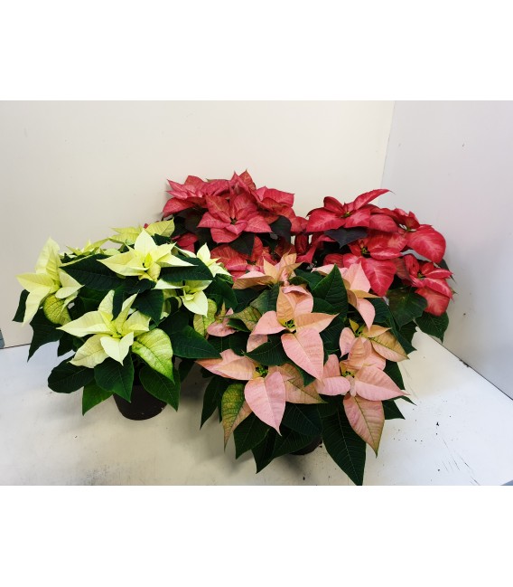 Poinsettia pot de14h 25